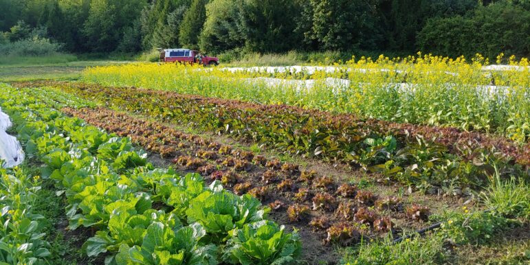 Kamayan Farm